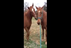 Ты сегодня мне принес не букет из алых роз