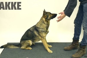 Реакция собак на фокус с исчезновением еды