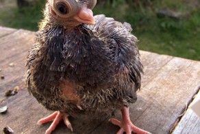 Ужасы генной инженерии: 7 самых страшных пород домашних животных