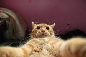 23 снимка, которые доказывают, что крутости котов нет предела