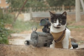 Когда коты объявляют зомби войну