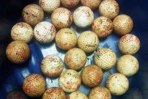 Рентгеновские снимки животных, с шокирующими предметами извлеченными из их желудков