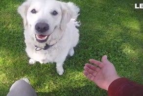 Реакция собак на фокус с исчезновением еды. Часть 2