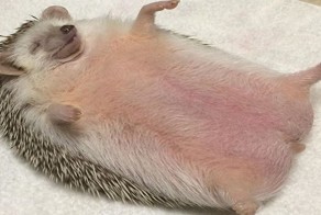 Капелька легкой ежиной эротики