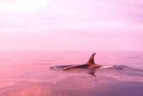 Стая косаток преследовала рыбацкую лодку в Сан-Диего