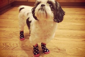 К осени готовы: собаки в носочках – новый милый тренд