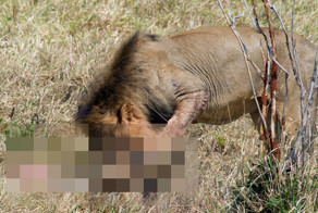 Лев пообедал детенышем другого самца