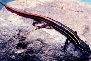 Не ходите дети в Амазонию гулять