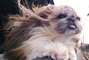 Шевелюра этой собаки настолько прекрасна, что она сделала её звездой  