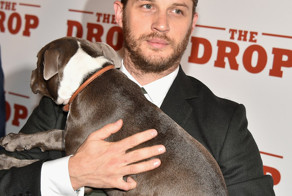 38 невозможно милых фото Тома Харди с собачками