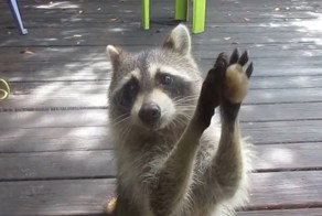 Проголодавшийся енот постучал камнем в дверь, чтобы его угостили кошачьим кормом