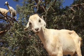 Козы из Марокко, которые умеют лазать по деревьям