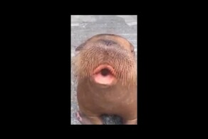 Даже морж свистит лучше меня