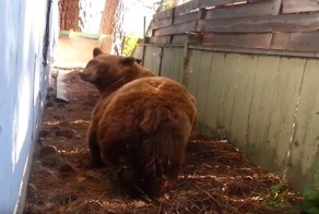 Как уходил гордый медведь