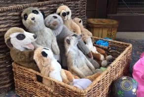 Кто спит? Я не сплю!