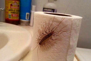 Когда насекомые атакуют