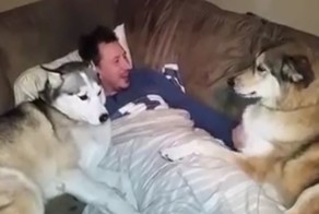 Ревнивый хаски показывает свое недовольство