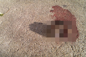 Добыча, принесенная котом своему хозяину