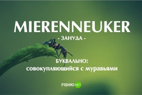 18 странных голландских слов, переводы которых вам необходимо узнать