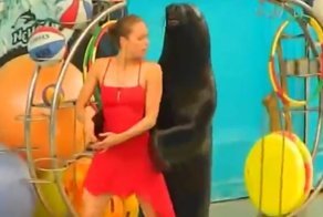 Морской лев танцует танго