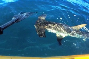 Акула-молот атаковала каяк с рыбаком