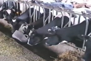 Животные намного умнее, чем мы думаем. Корова взломала систему