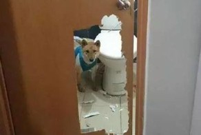 Запереть собаку в туалете было не самой лучшей идеей