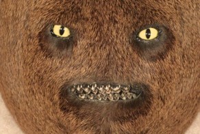 «Шедевр» мастера таксидермии 