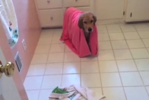 Пес-чистюля, который очень любит принимать ванну 