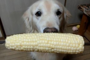 Услада для глаз и ушей: золотистый ретривер лакомится кукурузой 