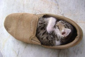 19 животных, идеально вписавшихся в человеческие вещи