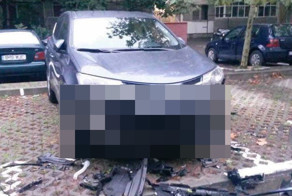 В Румынии бездомные собаки погрызли Тойоту