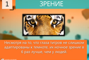 10 фактов о тиграх