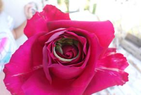 Ящерица, уснувшая в розе