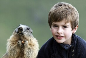 Альпийские сурки 