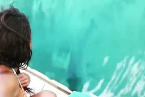 Дельфин вернул девушке потерянный телефон