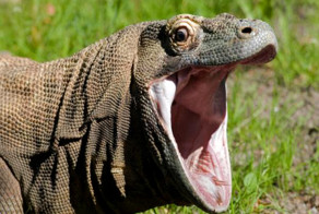 Мужики не нужны: 10 примеров из живой природы