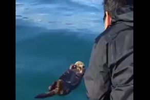 Реакция спящего калана, разбуженного проплывавшим мимо него лодочником