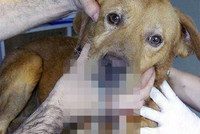 Собаки-наживка для акул