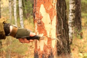 Как срубить дерево ножом
