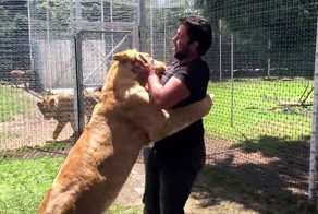 Трогательное воссоединение львицы с человеком, который помог её выходить