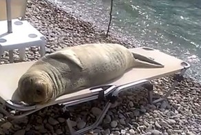 Морской лев принимает солнечные ванны на шезлонге
