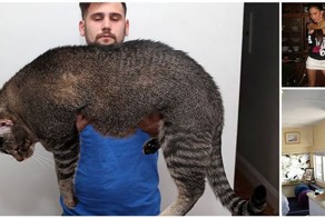 20 гигантских котов, которые явно давным-давно перестали быть котятами