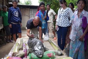 В Таиланде родился гибрид буйвола и крокодила