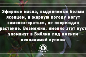 7 фактов, связанных с Библией