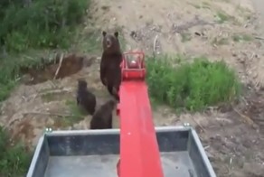 Повезло, так повезло! Неожиданная встреча с медведицей
