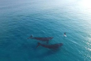 Удивительная встреча китов и человека в бескрайнем океане