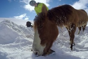 Спасение заблудившейся в чилийских горах лошади