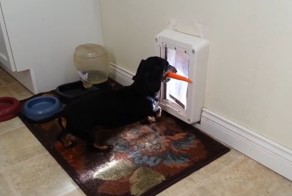 Такса пытается сбежать с морковкой