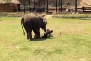 Реакция слона, на попавшего в беду смотрителя